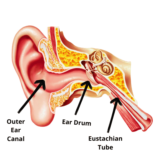 Diagram of the inside of the human ear