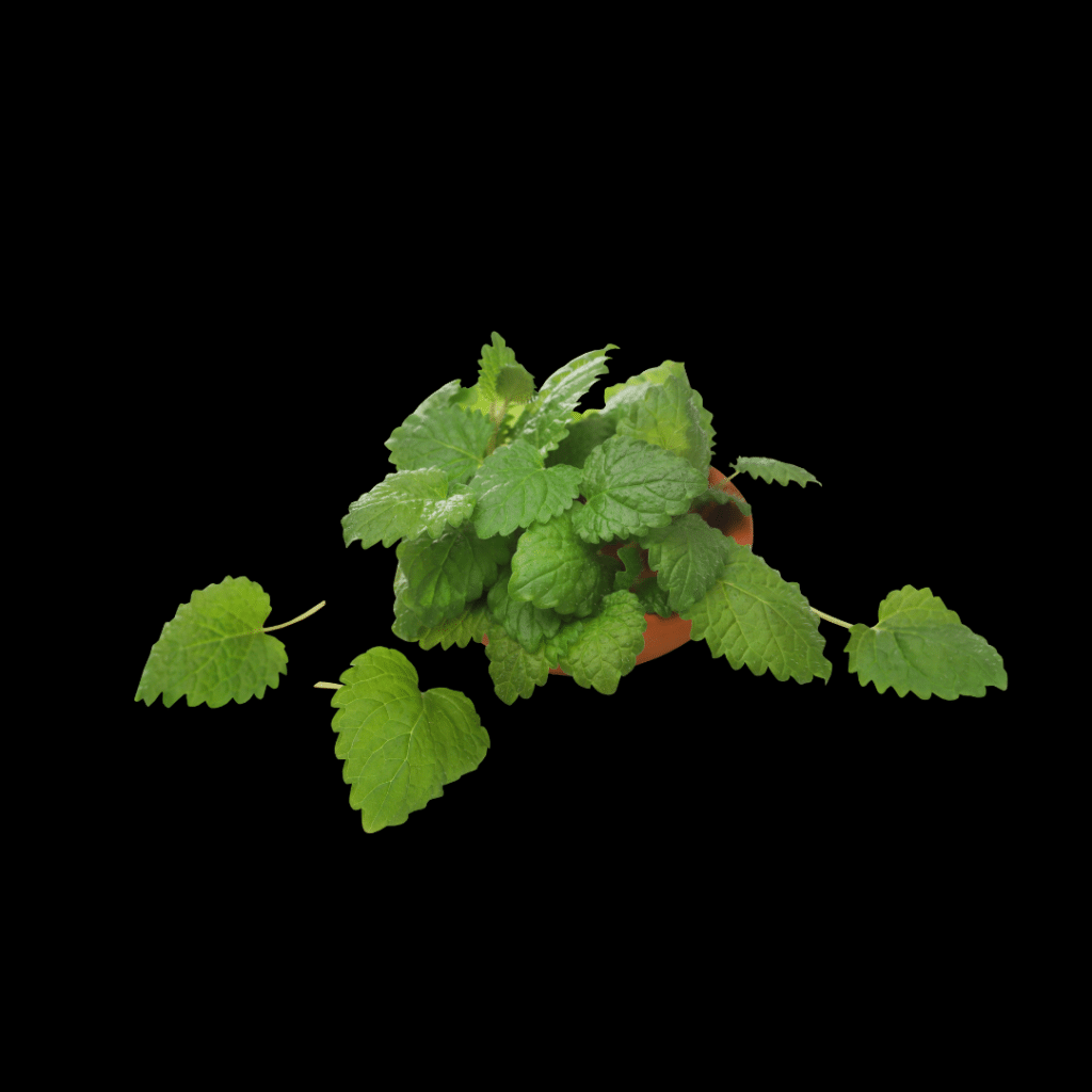 Lemon Balm