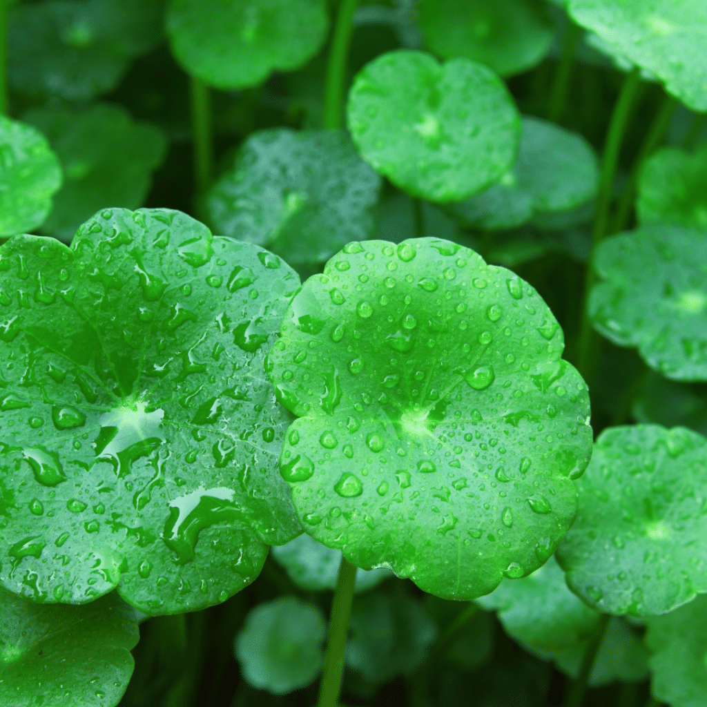 Gotu Kola