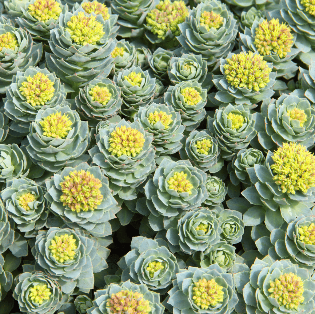 Rhodiola rosea