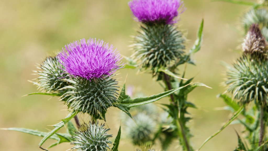 milk thistle