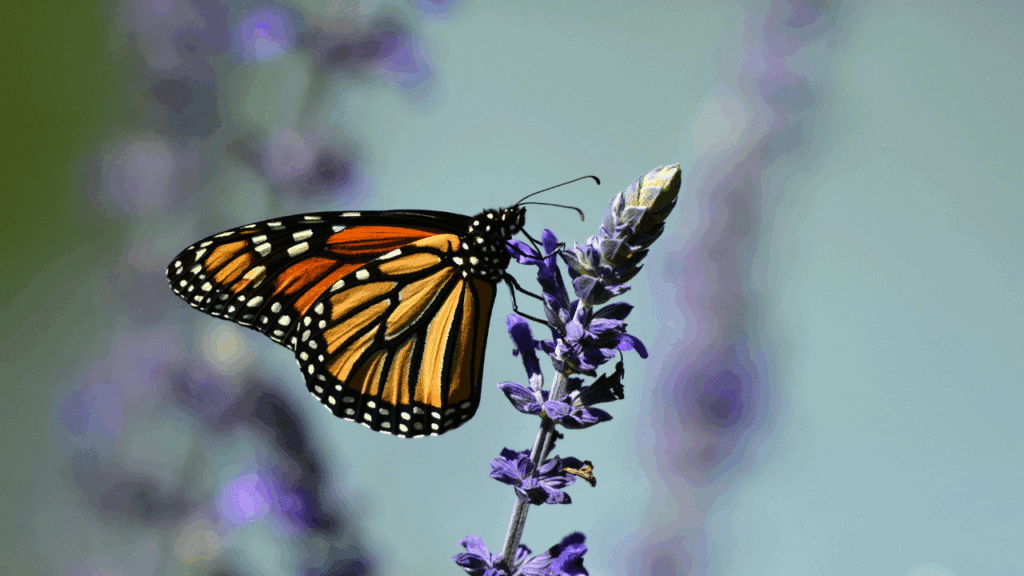 butterfly on lavender